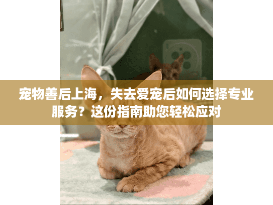 宠物善后上海，失去爱宠后如何选择专业服务？这份指南助您轻松应对