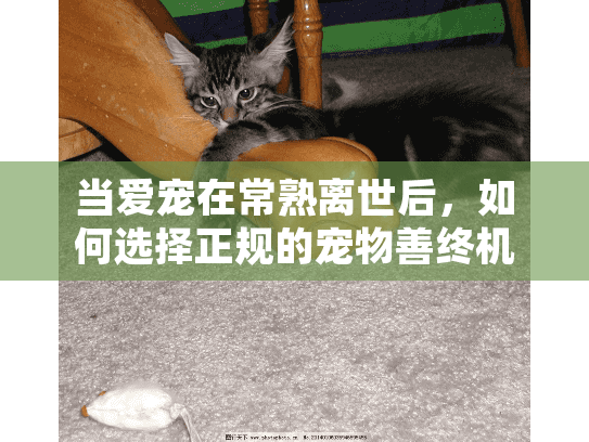 当爱宠在常熟离世后，如何选择正规的宠物善终机构？