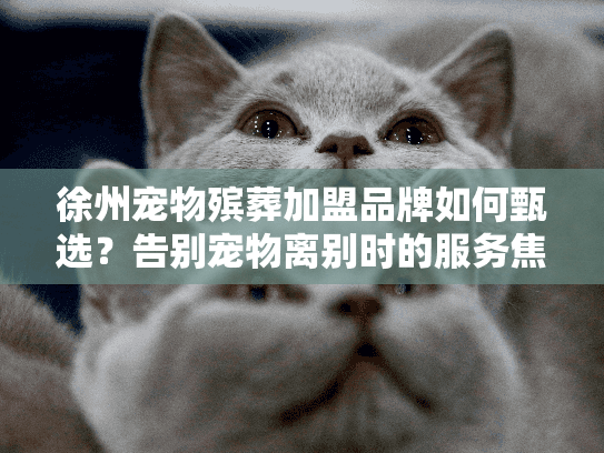 徐州宠物殡葬加盟品牌如何甄选？告别宠物离别时的服务焦虑陷阱