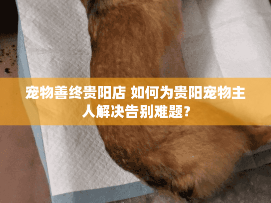 宠物善终贵阳店 如何为贵阳宠物主人解决告别难题？