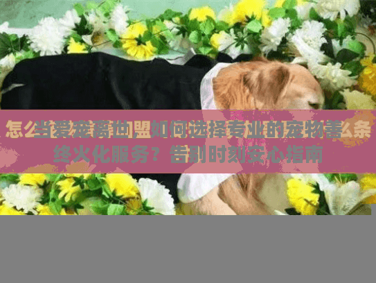 当爱宠离世，如何选择专业的宠物善终火化服务？告别时刻安心指南