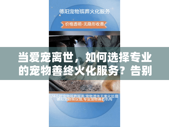 当爱宠离世，如何选择专业的宠物善终火化服务？告别时刻安心指南