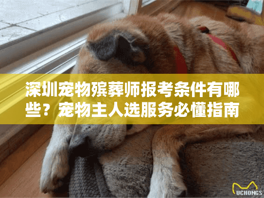 深圳宠物殡葬师报考条件有哪些？宠物主人选服务必懂指南