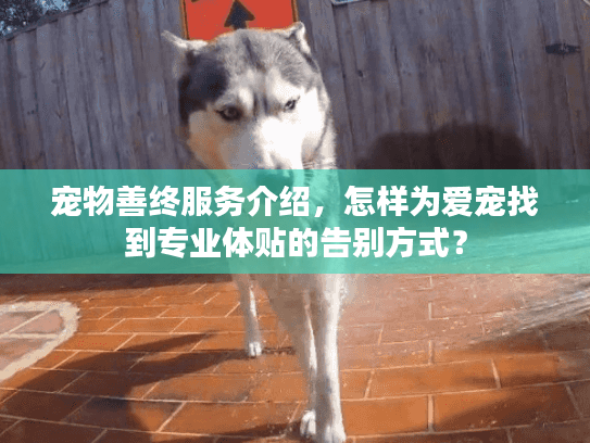 宠物善终服务介绍，怎样为爱宠找到专业体贴的告别方式？