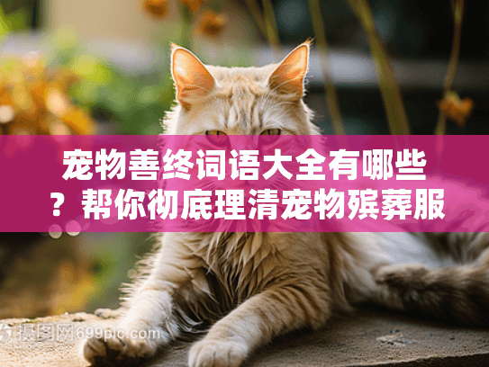 宠物善终词语大全有哪些？帮你彻底理清宠物殡葬服务的核心术语