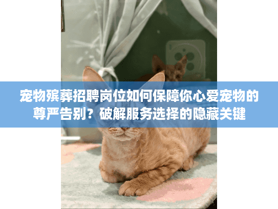 宠物殡葬招聘岗位如何保障你心爱宠物的尊严告别？破解服务选择的隐藏关键
