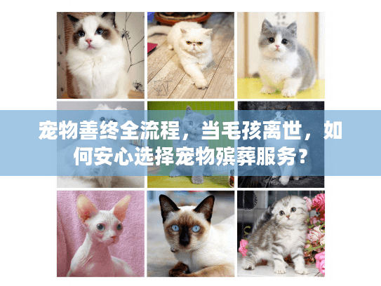 宠物善终全流程，当毛孩离世，如何安心选择宠物殡葬服务？