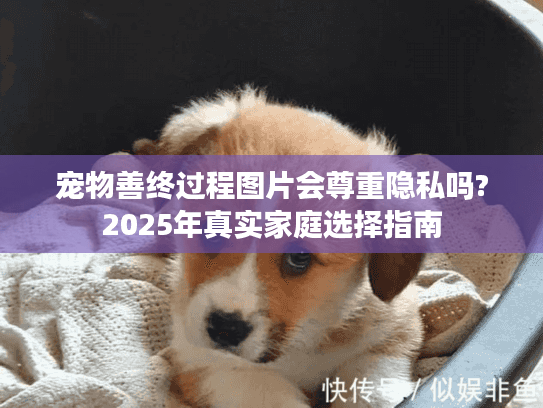宠物善终过程图片会尊重隐私吗?2025年真实家庭选择指南