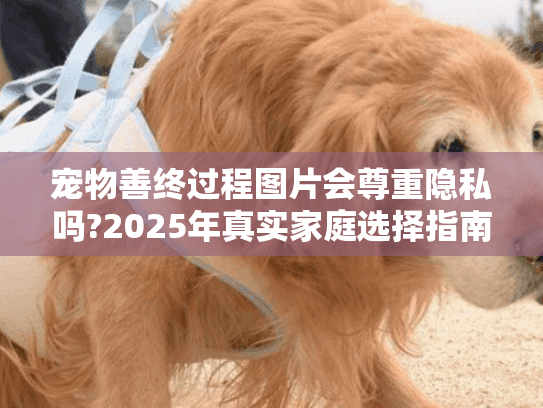 宠物善终过程图片会尊重隐私吗?2025年真实家庭选择指南