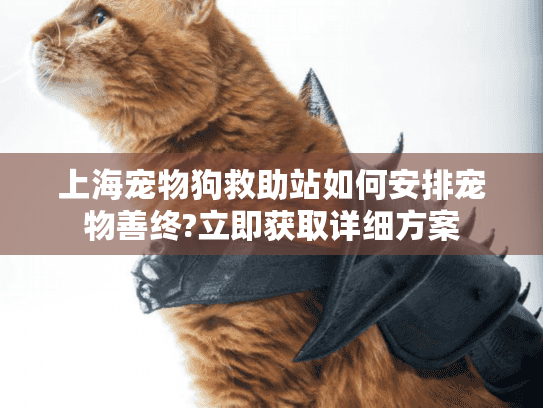 上海宠物狗救助站如何安排宠物善终?立即获取详细方案