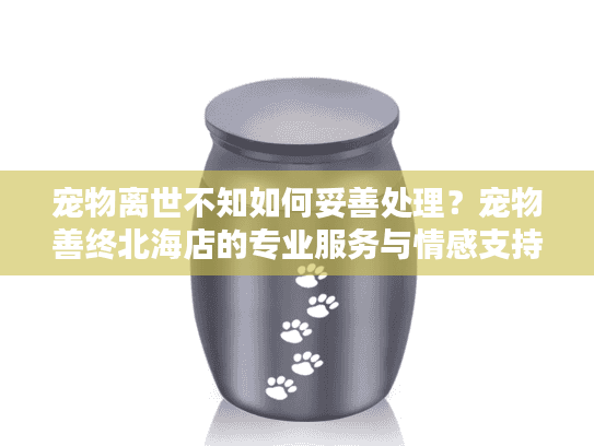 宠物离世不知如何妥善处理？宠物善终北海店的专业服务与情感支持方案