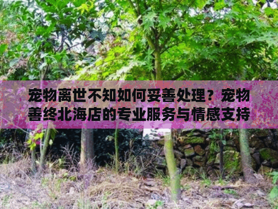宠物离世不知如何妥善处理？宠物善终北海店的专业服务与情感支持方案