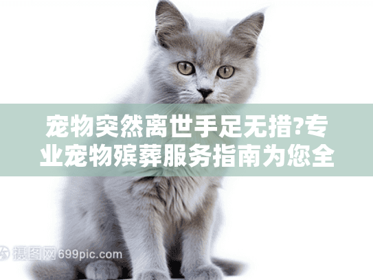 宠物突然离世手足无措?专业宠物殡葬服务指南为您全程守护