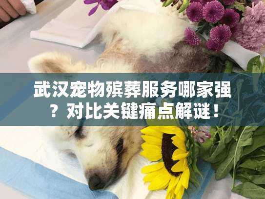 武汉宠物殡葬服务哪家强?对比关键痛点解谜! 武汉宠物殡葬服务哪家强?对比关键痛点解谜!