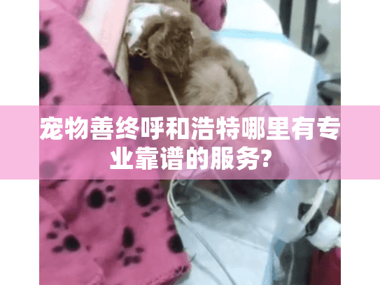 宠物善终呼和浩特哪里有专业靠谱的服务?