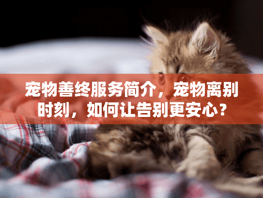宠物善终服务简介，宠物离别时刻，如何让告别更安心？