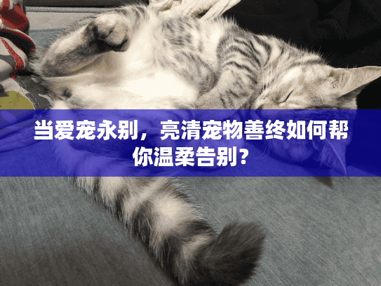 当爱宠永别，亮清宠物善终如何帮你温柔告别？