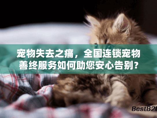 宠物失去之痛，全国连锁宠物善终服务如何助您安心告别？