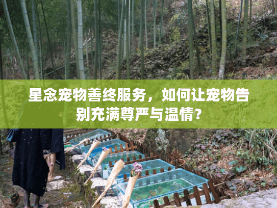 星念宠物善终服务，如何让宠物告别充满尊严与温情？