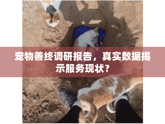 宠物善终调研报告，真实数据揭示服务现状？