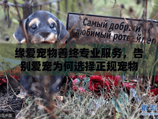 缘爱宠物善终专业服务，告别爱宠为何选择正规宠物殡葬？