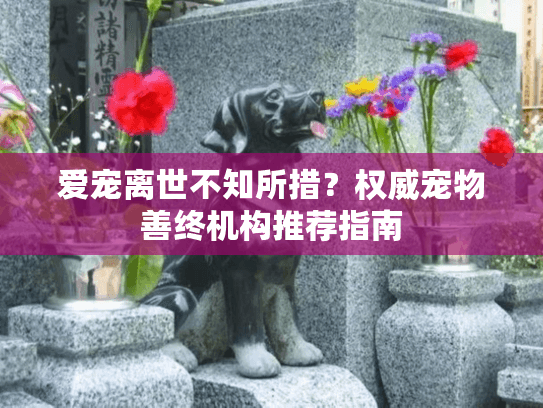 爱宠离世不知所措？权威宠物善终机构推荐指南