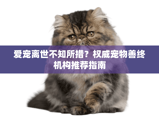爱宠离世不知所措？权威宠物善终机构推荐指南