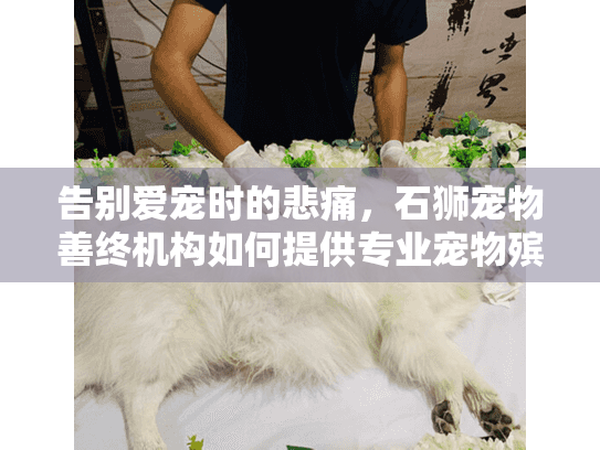 告别爱宠时的悲痛，石狮宠物善终机构如何提供专业宠物殡葬服务？