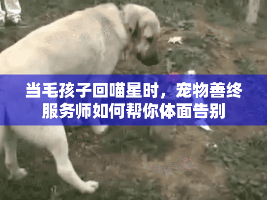当毛孩子回喵星时，宠物善终服务师如何帮你体面告别
