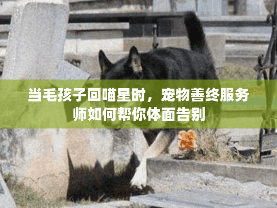 当毛孩子回喵星时，宠物善终服务师如何帮你体面告别