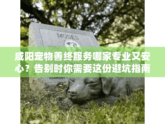 咸阳宠物善终服务哪家专业又安心？告别时你需要这份避坑指南