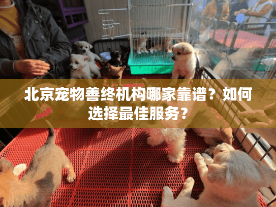 北京宠物善终机构哪家靠谱？如何选择最佳服务？
