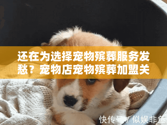 还在为选择宠物殡葬服务发愁？宠物店宠物殡葬加盟关键选择指南
