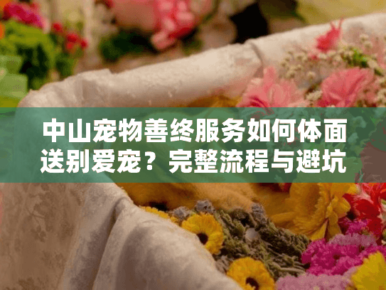 中山宠物善终服务如何体面送别爱宠？完整流程与避坑指南