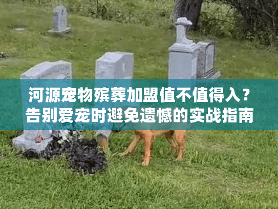 河源宠物殡葬加盟值不值得入？告别爱宠时避免遗憾的实战指南