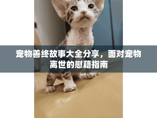 宠物善终故事大全分享，面对宠物离世的慰藉指南