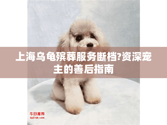 上海乌龟殡葬服务断档?资深宠主的善后指南