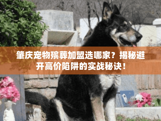 肇庆宠物殡葬加盟选哪家？揭秘避开高价陷阱的实战秘诀！