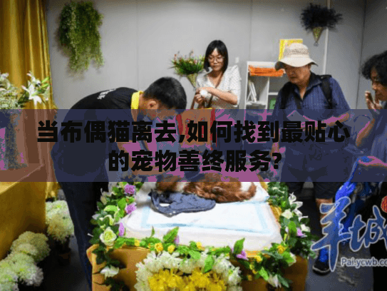 当布偶猫离去,如何找到最贴心的宠物善终服务?