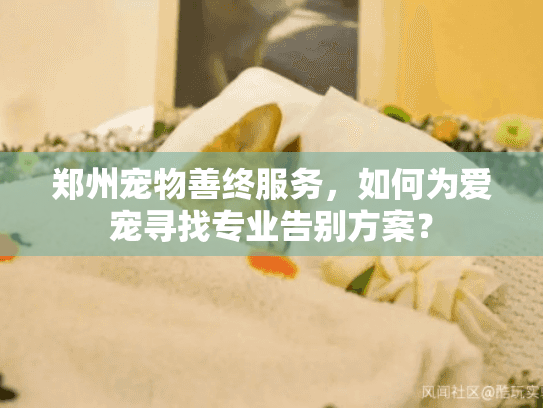 郑州宠物善终服务，如何为爱宠寻找专业告别方案？