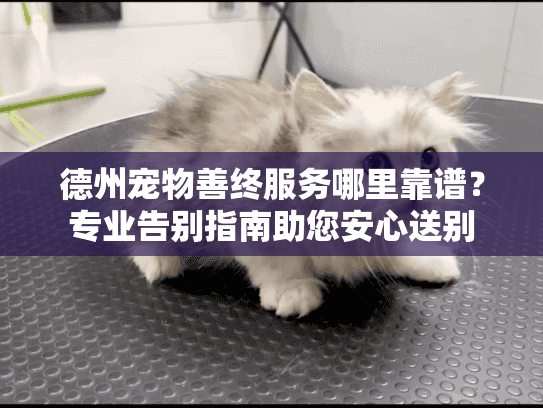 德州宠物善终服务哪里靠谱？专业告别指南助您安心送别
