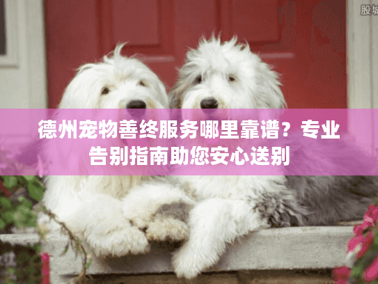 德州宠物善终服务哪里靠谱？专业告别指南助您安心送别