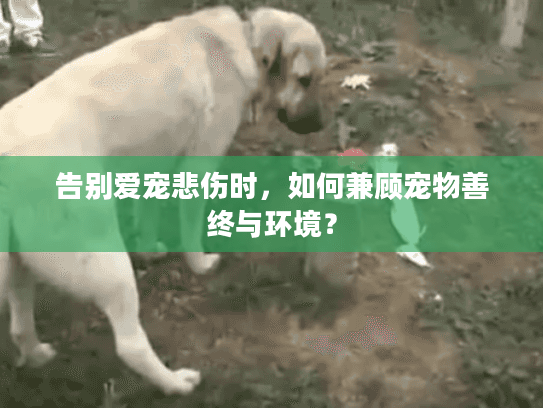 告别爱宠悲伤时，如何兼顾宠物善终与环境？