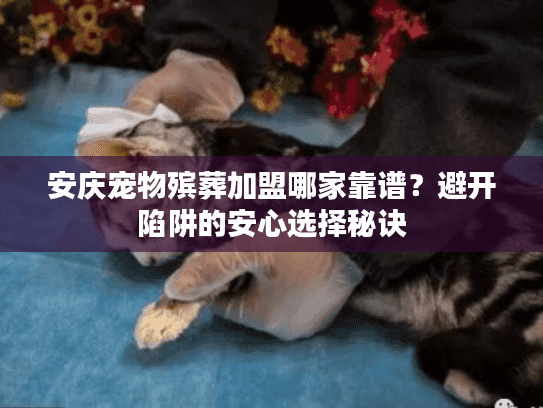 安庆宠物殡葬加盟哪家靠谱？避开陷阱的安心选择秘诀