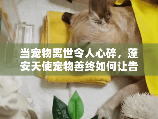 当宠物离世令人心碎，蓬安天使宠物善终如何让告别充满尊严？