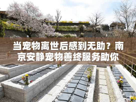 当宠物离世后感到无助？南京安静宠物善终服务助你渡过难关