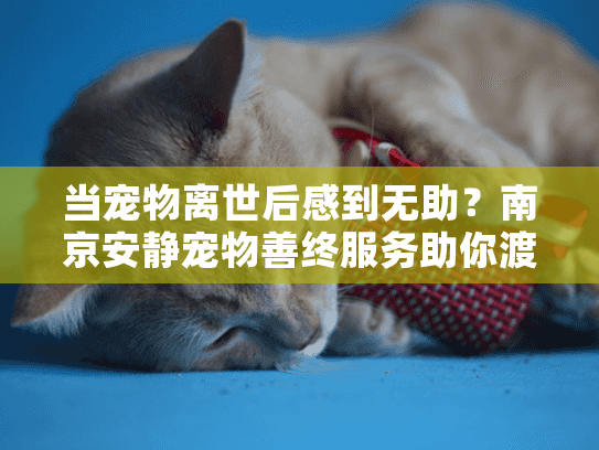 当宠物离世后感到无助？南京安静宠物善终服务助你渡过难关