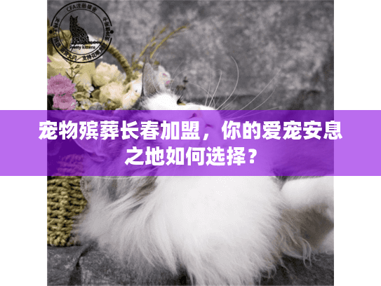 宠物殡葬长春加盟，你的爱宠安息之地如何选择？