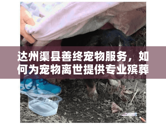 达州渠县善终宠物服务，如何为宠物离世提供专业殡葬告别？