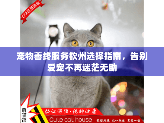 宠物善终服务钦州选择指南，告别爱宠不再迷茫无助